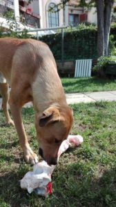 Snack per i cani: l'osso di Barolo