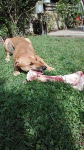 Snack per i cani: l'osso di Marsala